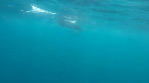 Белокрылые морские свиньи сопровождают группу ученых заповедника «Командорский»