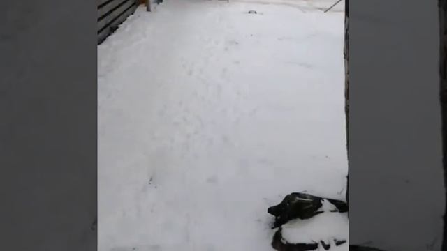 Вот где песок, который должен быть на дорогах! смотреть онлайн