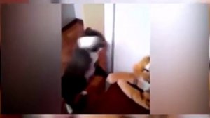 Кот против Тигра. Приколы с котами.