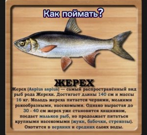 Как поймать Жереха на реке Дон, реальная рыбалка.