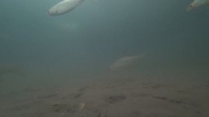 Большая кормушка мормыша.Соберется ли рыба.Подводная съемка.