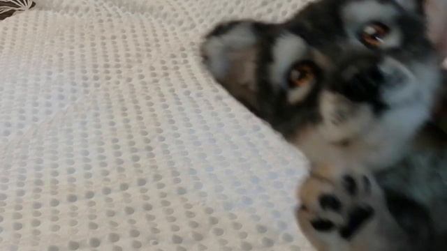 ВОЛЧОНОК?РЕАЛИСТИЧНАЯ ИГРУШКА своими руками. смотреть онлайн