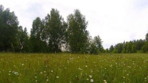 Крапивник пение. Голоса птиц.