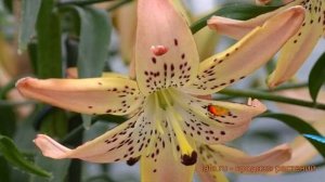 Лилия азиатская Корсаж (lilium asiatic corsage) ? Корсаж обзор: как сажать, луковицы лилии Корсаж