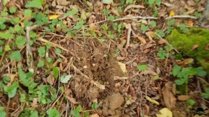 Деревня в глухом лесу, что осталось спустя 80 лет, коп в горах