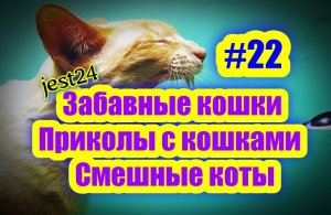 Забавные кошки / Приколы с кошками / Смешные коты #22