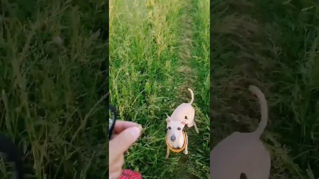 Левретка, пролетающая мимо (мой Винсент)) смотреть онлайн