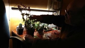 Фитолампы - как растут растения и капельный полив.