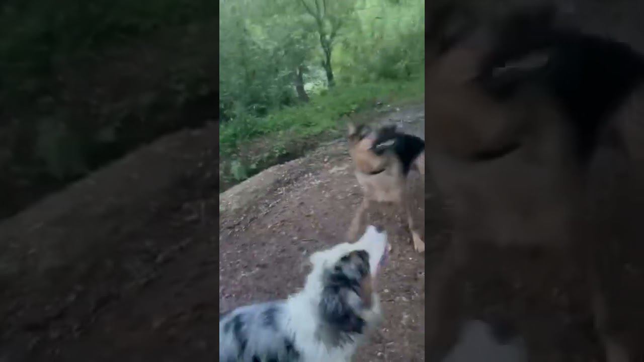 Локи и Балу купаются в озере, немецкая овчарка и ауси. смотреть онлайн