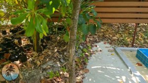 Dhigufaru MALDIVES Resort 2021 ❤️ | Veli Beach Pool Villa ROOM tour | Baa Atoll