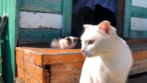 Глухая кошка охраняет спящего котёнка