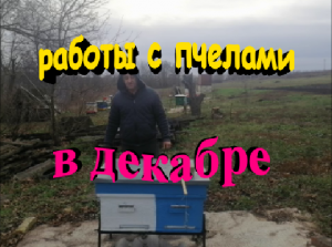 Что еще можно сделать с пчелами в декабре