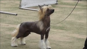 Китайская хохлатая собака, видео с выставки собак