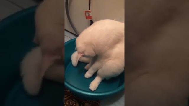 Кошка пытается протереть дыру. смотреть онлайн