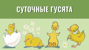 Суточные гусята на прогулке. Забавные и милые птенцы
