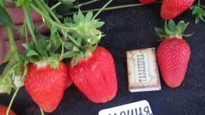 РАННЯЯ СЛАДКАЯ клубника сорт ЛЮЧИЯ🍓СЛАДКАЯ НОВИНКА! 🍓саженцы клубники