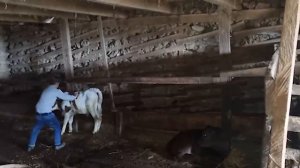 АНАНАСОВОЕ ВАРЕНЬЕ В ДУХОВКЕ Азербайджанская Кухня Деревенская Кухня  Рецепты