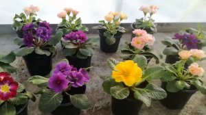 Выращивание примулы к 8 марта. Немного цветущих растений в январе.