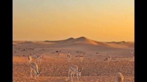 Объединенные Арабские Эмираты(ОАЭ)  История