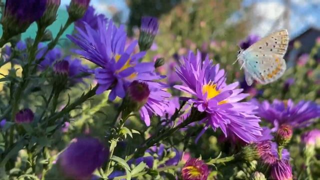 СЕНТЯБРИНКИ | ОСЕННИЕ ЗВЕЗДОЧКИ В МОЕМ САДУ | GRIGORIY смотреть онлайн