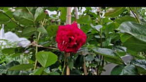 Сказочная роза обильноцветущая ярко выраженная двух цветка #DieSehenswerte #ДиЗеенсверте Сезон 2022