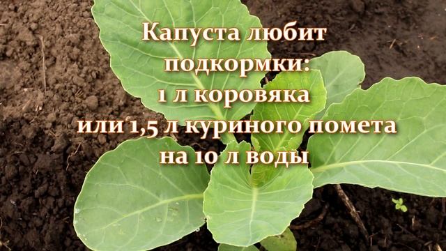 Капуста плохо растет. Вот что надо сделать и ваша капуста вырастет огромной! Подкормки и советы смотреть онлайн