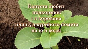 Капуста плохо растет. Вот что надо сделать и ваша капуста вырастет огромной! Подкормки и советы