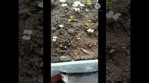 капуста КОЛОБОК F1 и САХАРНАЯ ГОЛОВА через две недели .