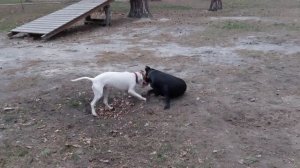Кане-корсо vs питбуль