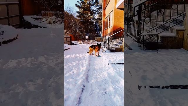 Немецкая овчарка. Дисплазия.