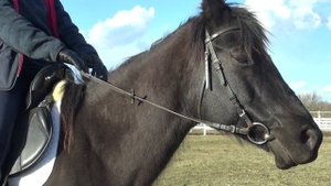 Про прокат. Как держать поводья.