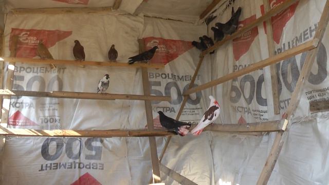 "" ГОЛУБИ "" 1.07.2021.Г. ОТКРЫТИЕ ГОЛУБЕДРОМА. РОСТОВСКАЯ ОБЛ. Г. САЛЬСК. РОССИЯ 🕊️🇷🇺🕊️ смотреть онлайн