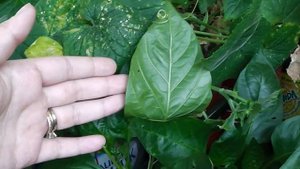 Огород на балконе, на ПЕРЕЦ напали ГУСЕНИЦЫ!!!!!!!!!!