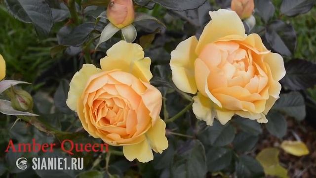 Европейские розы в садах Урала смотреть онлайн