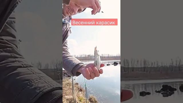 Рыбалка на карася. Ловля карася на поплавок. Карась весной #ловлякарасянаудочку #карасьнапоплавок