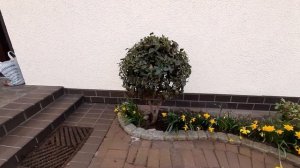 Калина лавролистная (Viburnum tinus)./56