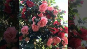 Гахрабат Рамазанова и Шабан Шабанов