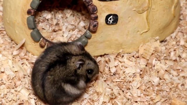 Клетка, дюна, террариум или контейнер для хомяка – что выбрать для сирийского и джунгарского хомяка