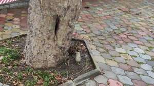 На территории аквапарка в Сочи обнаружили мину