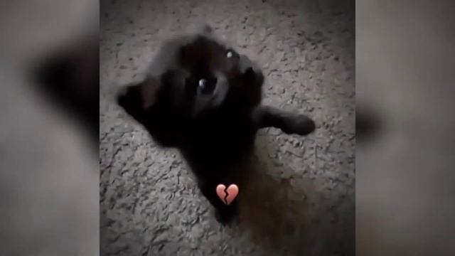 ПОДБОРКА ВИДЕО ИЗ ТИК ТОКА ПО ТРЕНДУ МИСТЕР БОМБАСТИК #3 смотреть онлайн