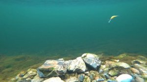 Кренки которые ловят!