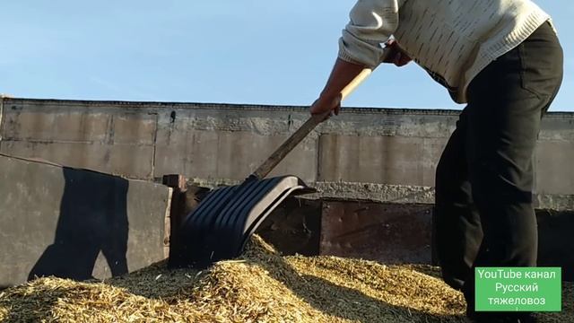 Приготовление и раздача овса с лекарством. Лечение и профилактика паразитарных заболеваний лошадей. смотреть онлайн