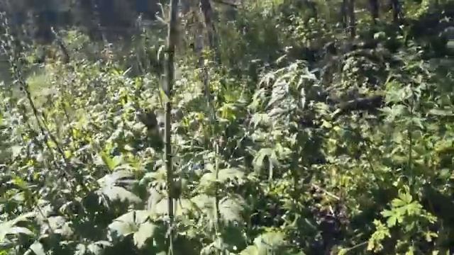 ИДУ К ОТШЕЛЬНИЦЕ АГАФЬЕ ЛЫКОВОЙ #1 смотреть онлайн