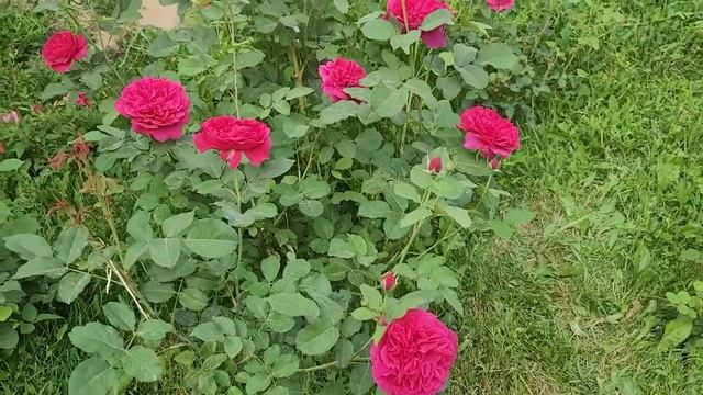 Rosa 'Darcy Bussell' - A David Austin Rose