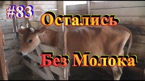 Козы не доятся / Корова Сбавила / Самый простой Рецепт Моцареллы.