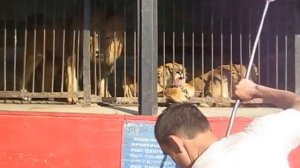 как кормят львов и тигров в зоопарке