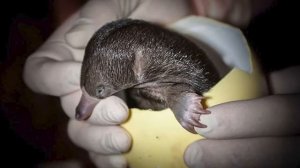 Утконос  Опаснее чем ты думаешь.