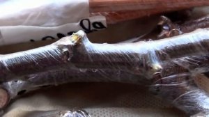 КАК СОХРАНИТЬ ЧЕРЕНКИ В ХОЛОДИЛЬНИКЕ