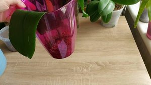 Реанимация орхидей Фаленопсис без корней. Часть 2. Обзор ошибок и достижений