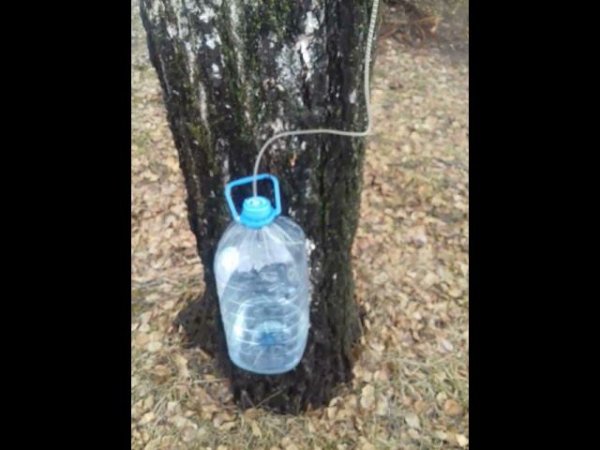 Уникальная добыча берёзового сока!
